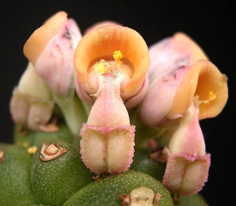Euphorbia ritchiei subsp. marsabitensis photo 4