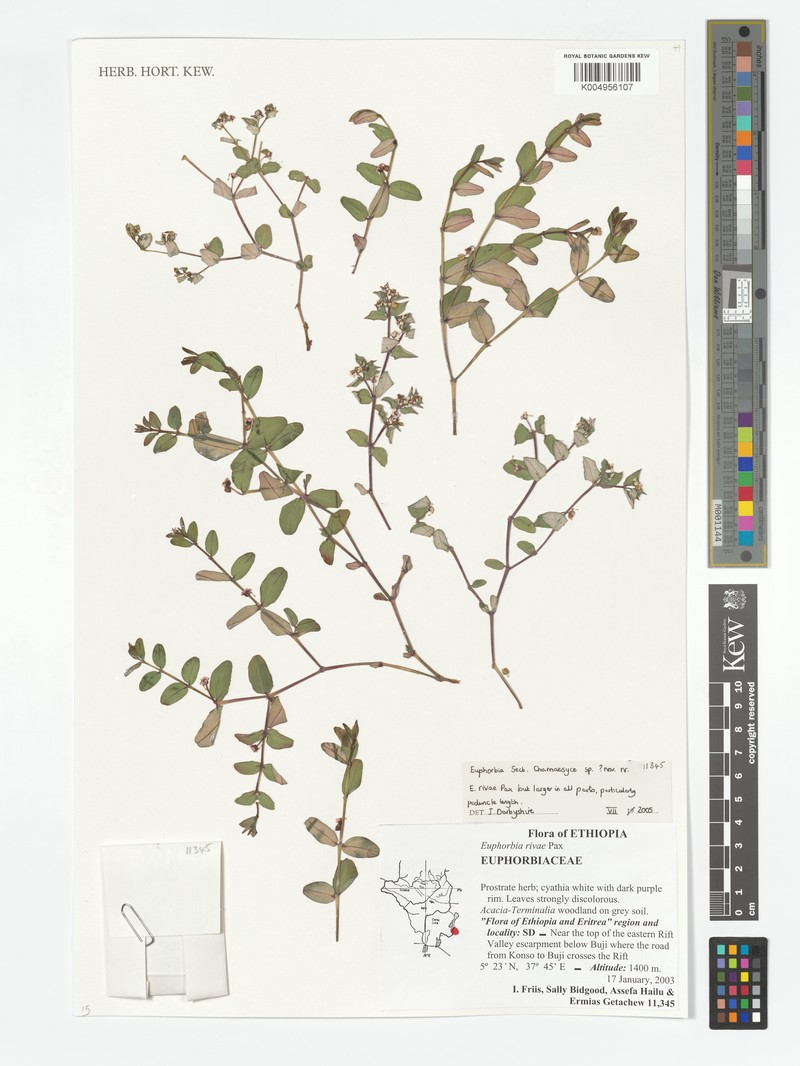 Euphorbia rivae photo 3