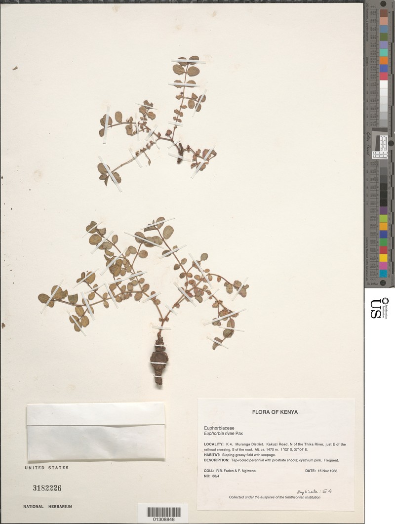 Euphorbia rivae photo 4