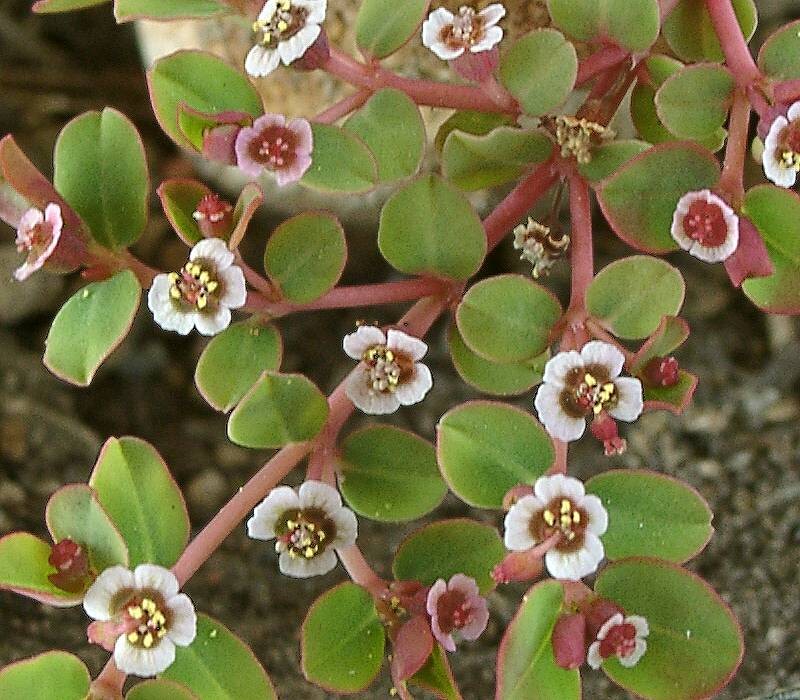 Euphorbia rivae
