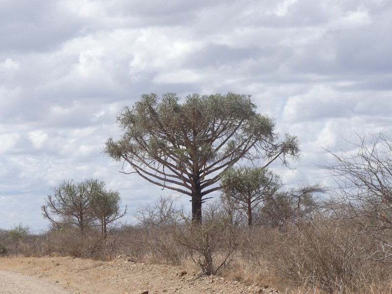 Euphorbia robecchii