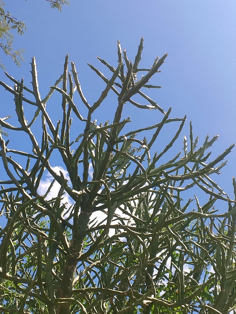 Euphorbia robecchii photo 7