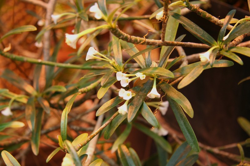 Euphorbia robivelonae