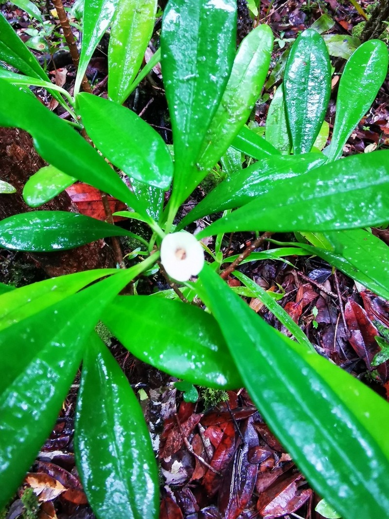 Euphorbia robivelonae photo 2