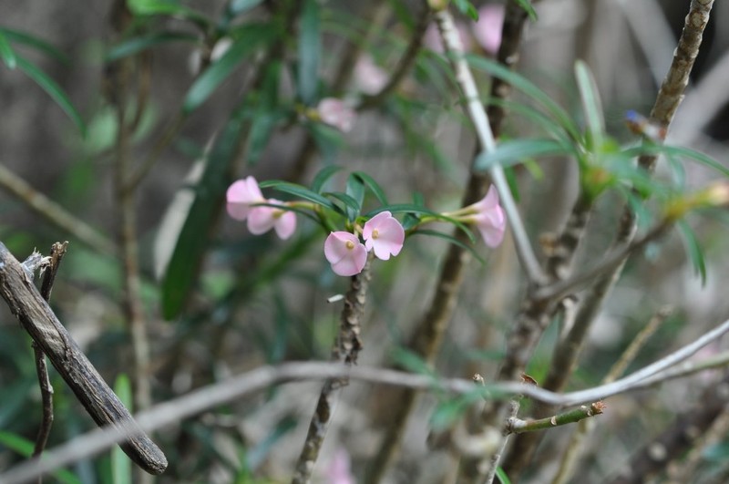 Euphorbia robivelonae photo 3