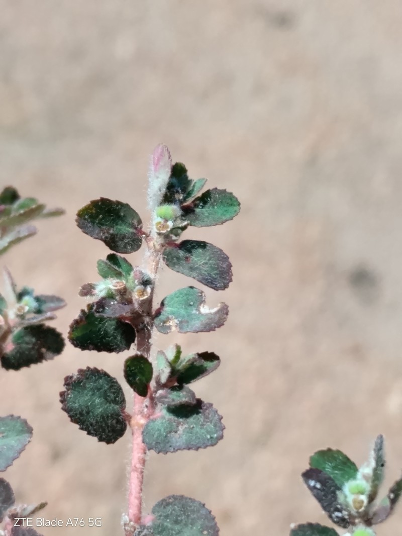 Euphorbia rochaensis photo 3
