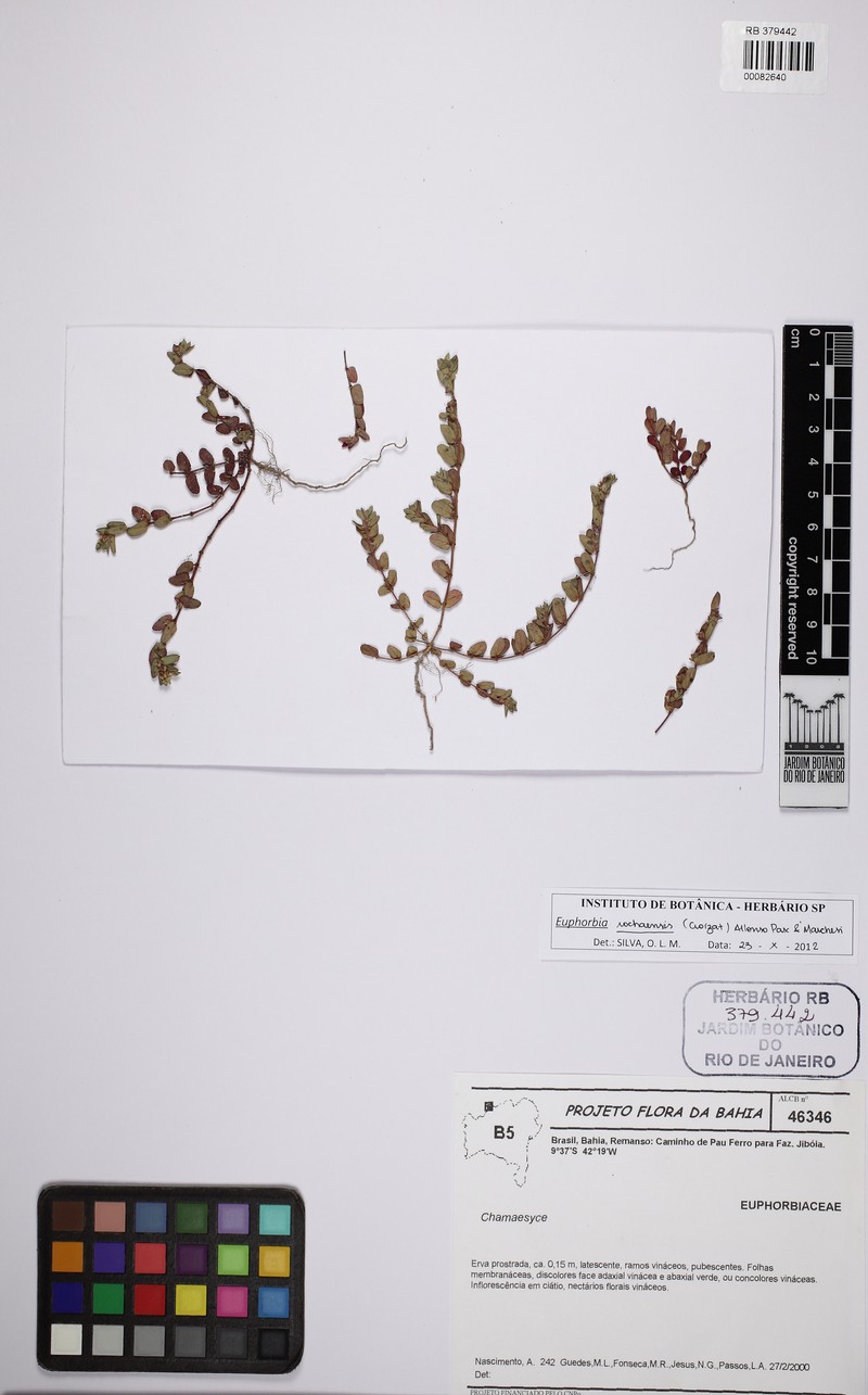 Euphorbia rochaensis photo 4