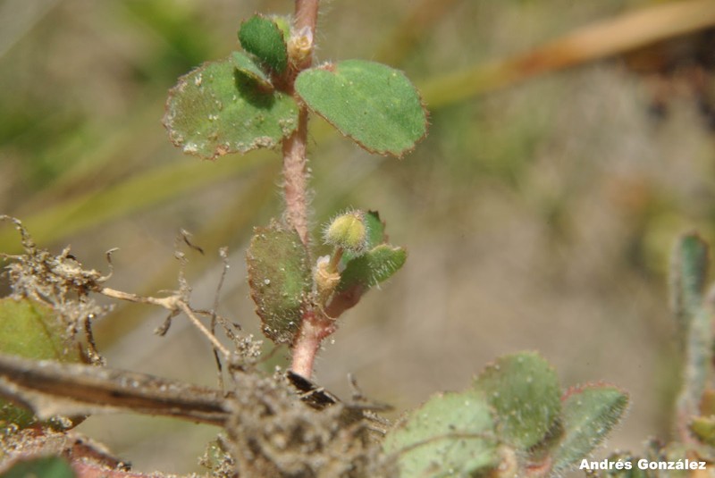 Euphorbia rochaensis