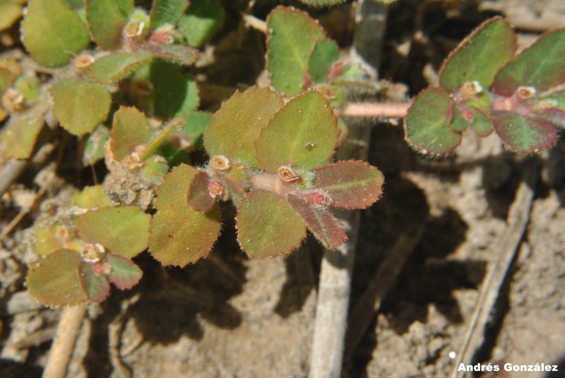 Euphorbia rochaensis photo 5