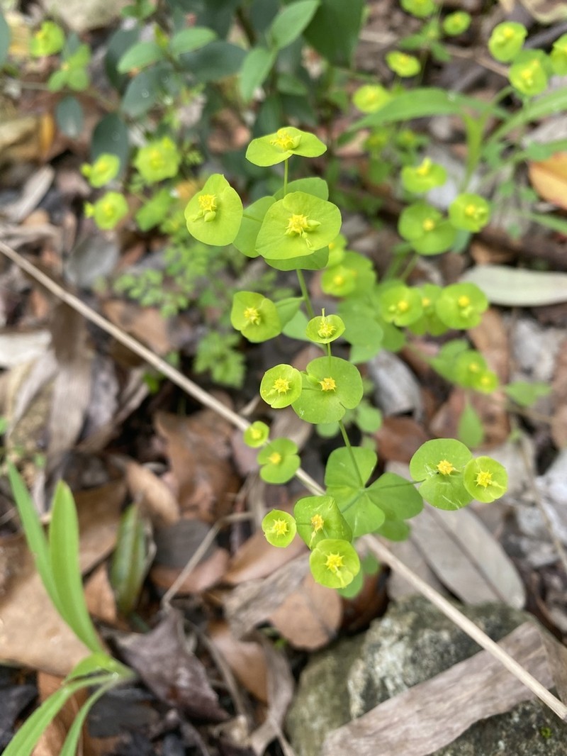 Roemer's Spurge