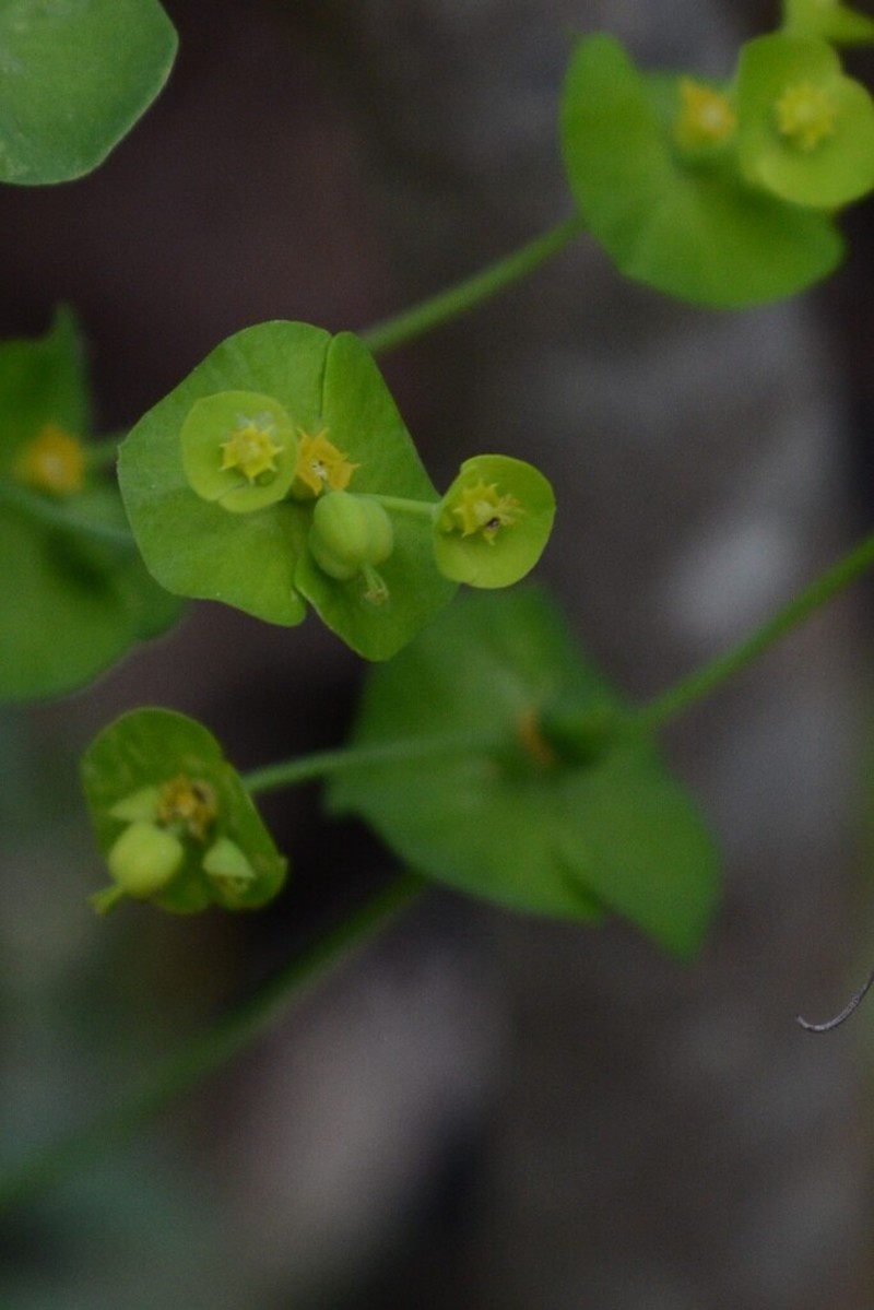 Roemer's Spurge photo 2