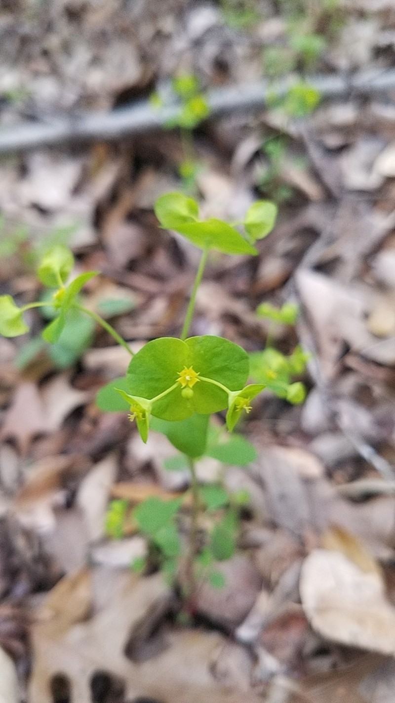 Roemer's Spurge photo 3
