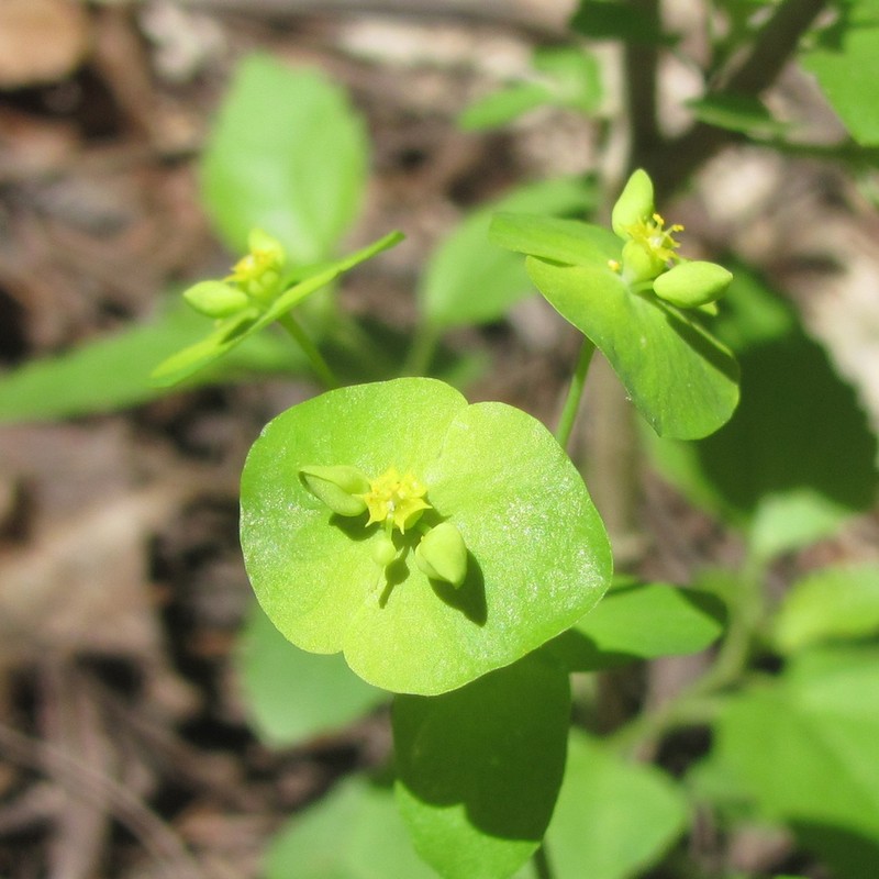 Roemer's Spurge photo 4