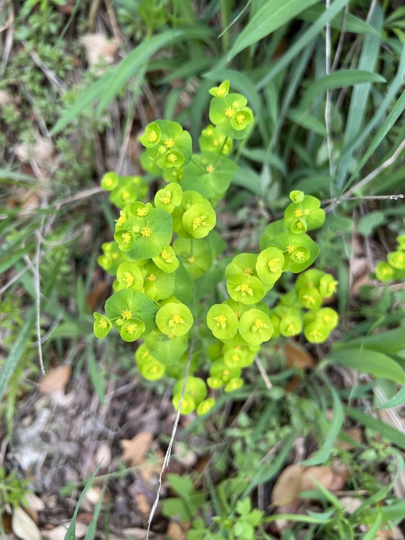 Roemer's Spurge photo 5