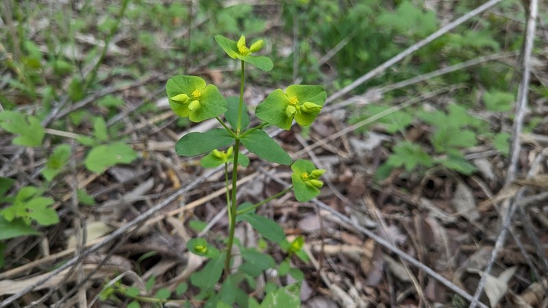 Roemer's Spurge photo 6