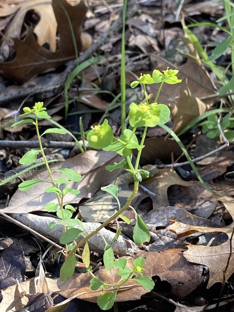 Roemer's Spurge photo 7