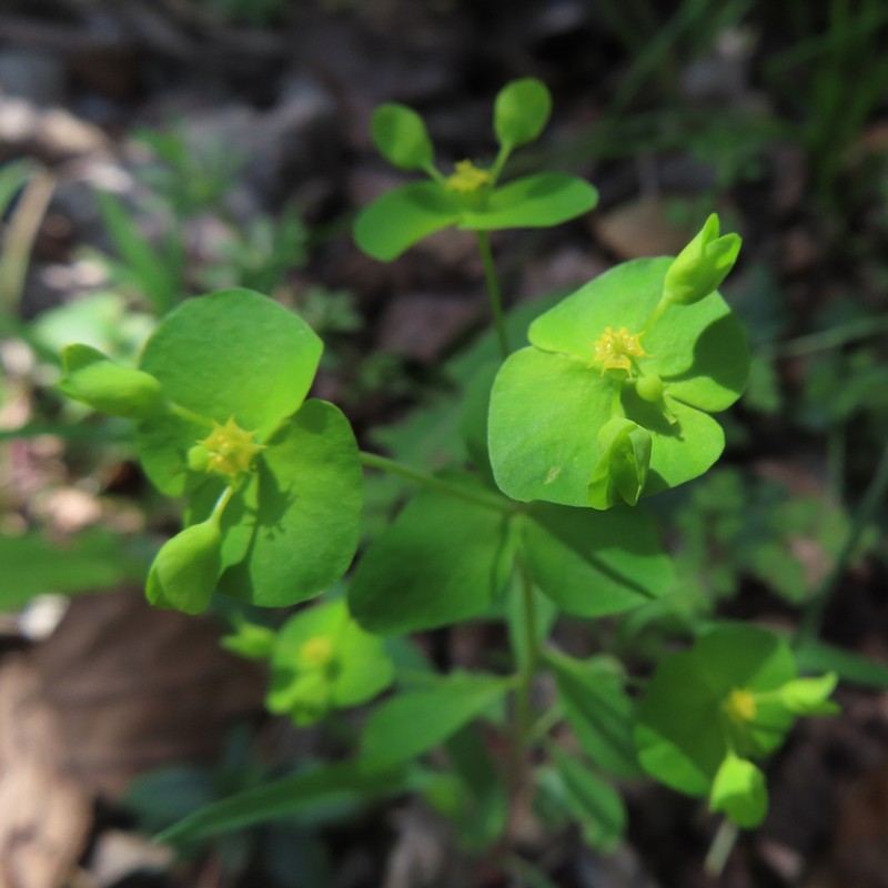 Roemer's Spurge photo 8