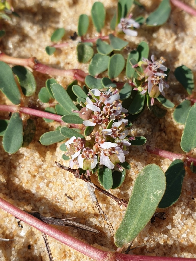 Euphorbia rosea photo 2