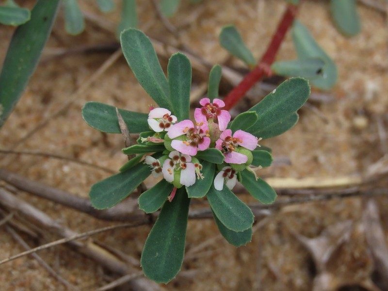 Euphorbia rosea photo 3