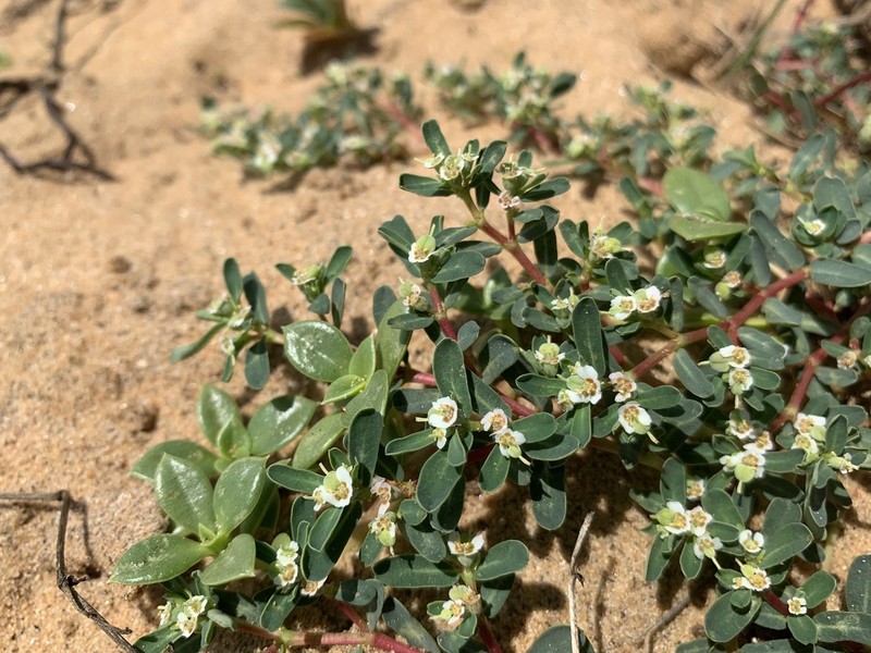 Euphorbia rosea photo 4