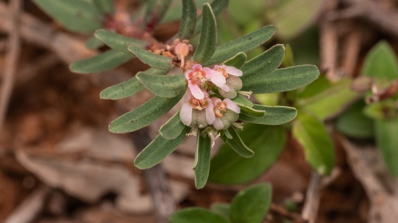 Euphorbia rosea photo 5