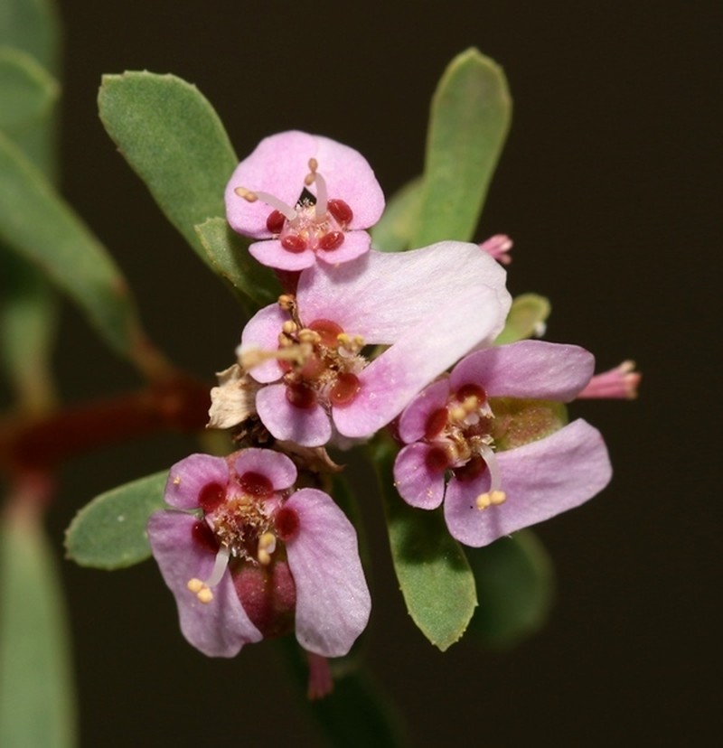 Euphorbia rosea photo 6