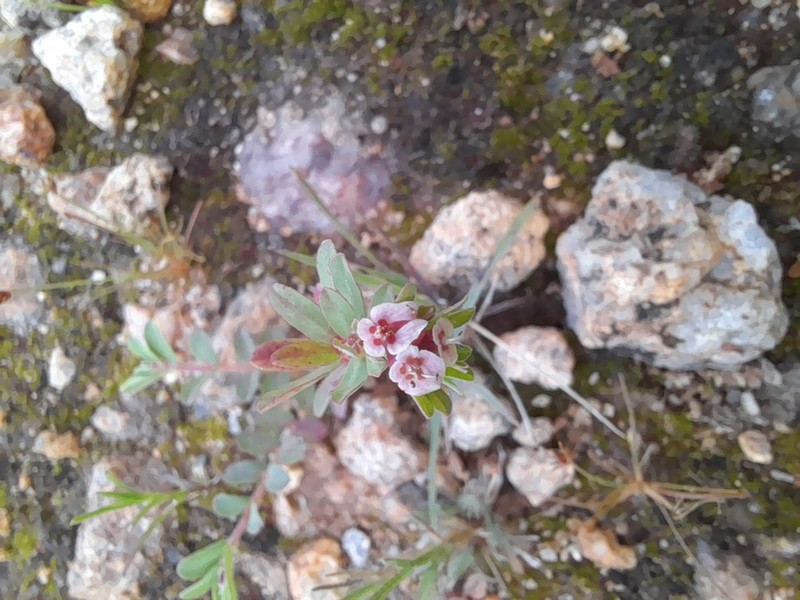 Euphorbia rosea photo 7