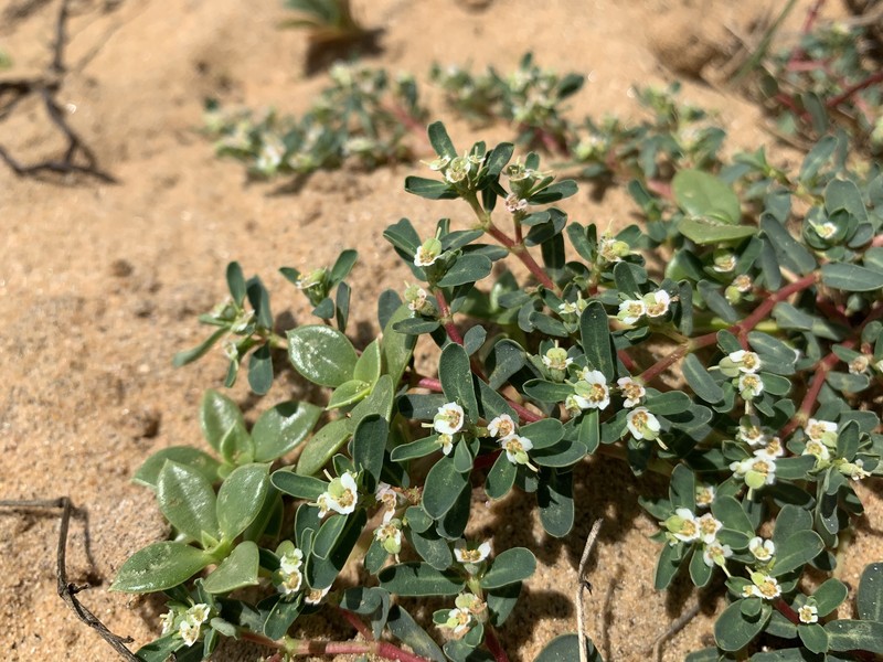 Euphorbia rosea photo 8