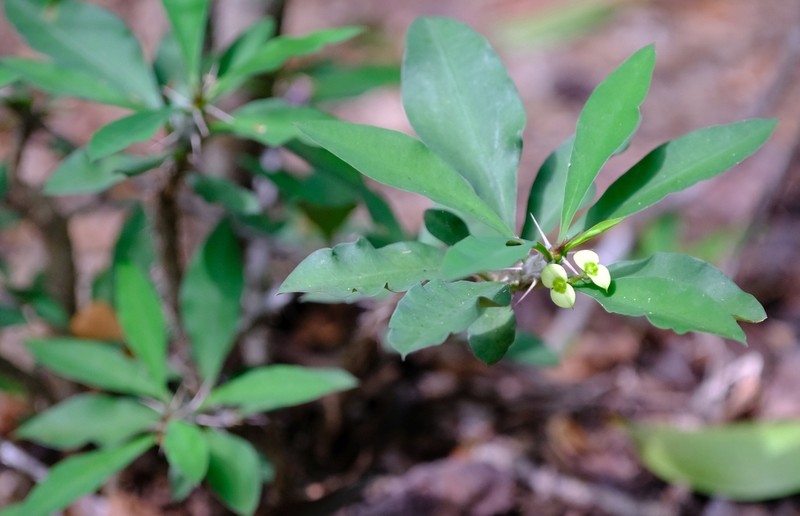 Euphorbia roseana photo 2