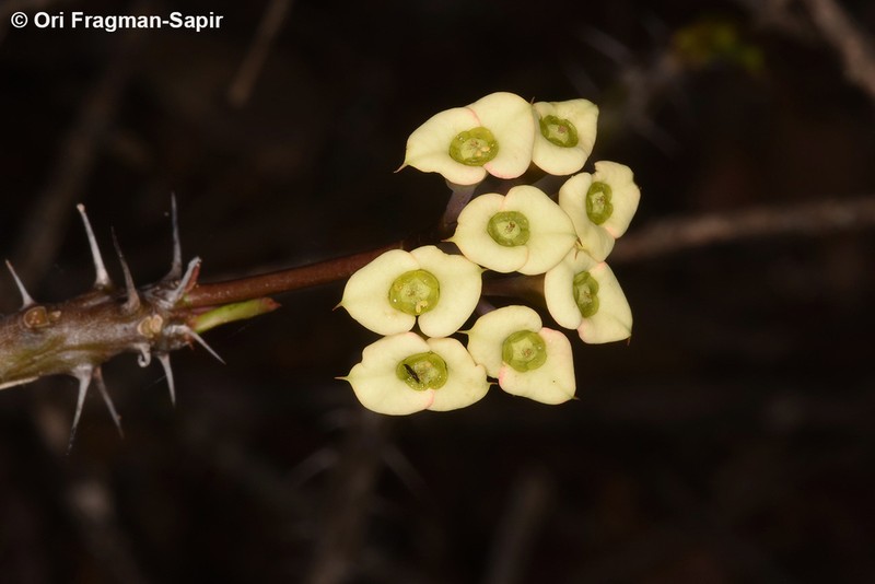 Euphorbia roseana photo 3