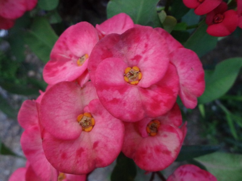 Euphorbia roseana photo 4