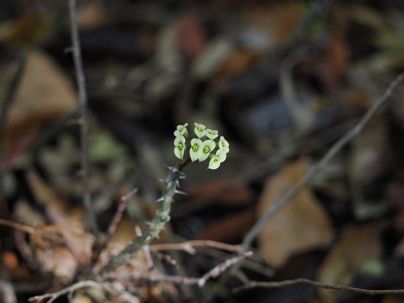 Euphorbia roseana photo 5