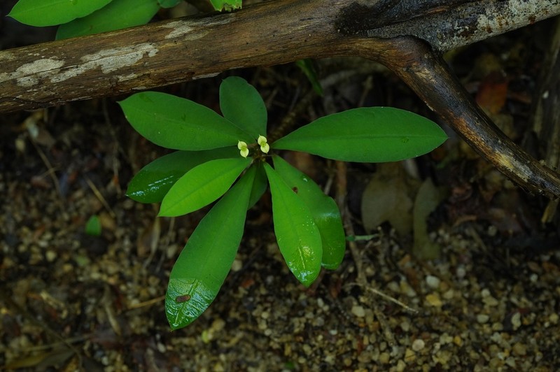 Euphorbia roseana photo 6