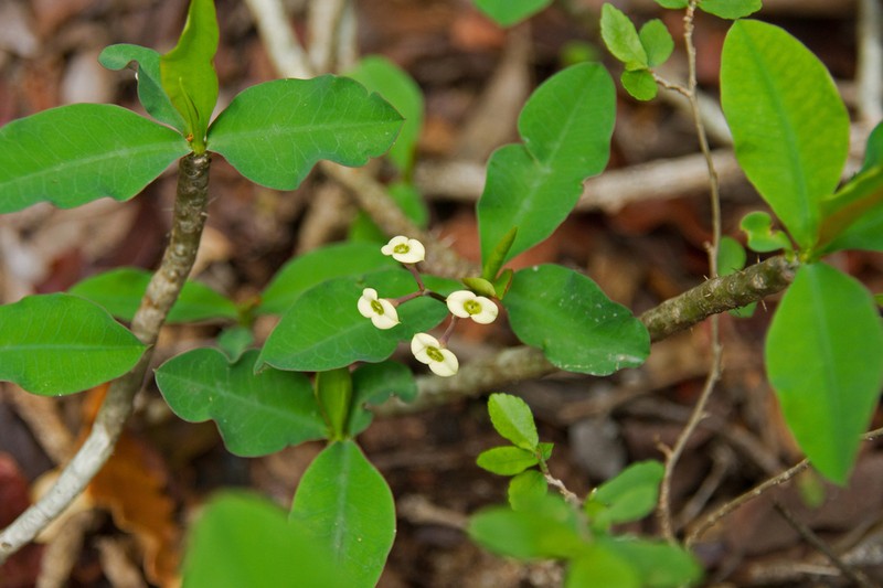 Euphorbia roseana photo 7