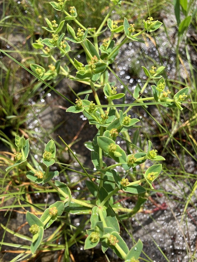 Scrub Spurge