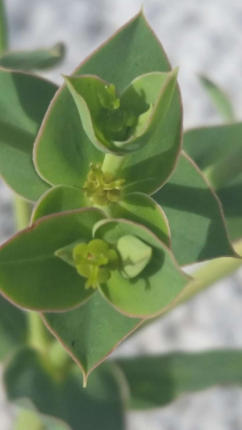 Scrub Spurge photo 2