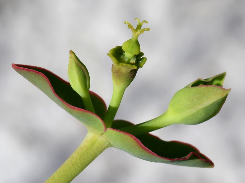 Scrub Spurge photo 3