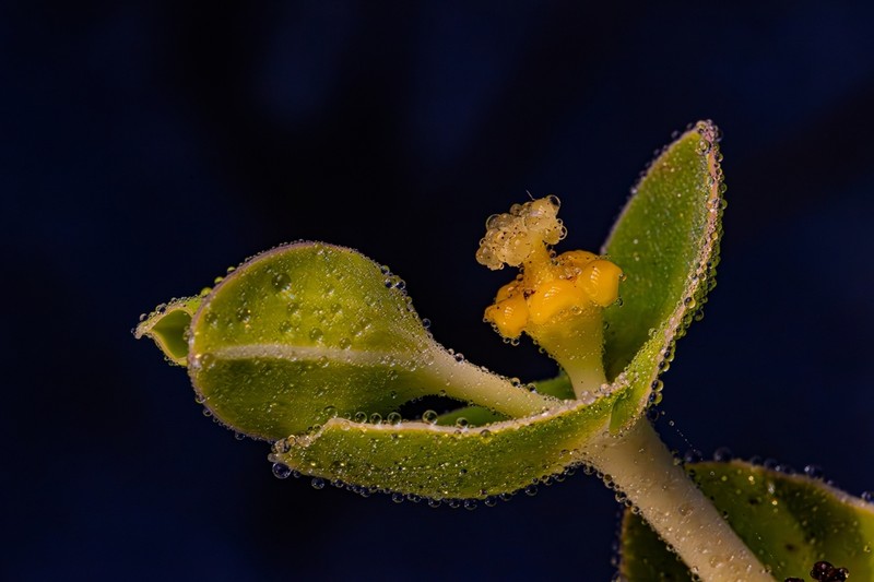 Scrub Spurge photo 4