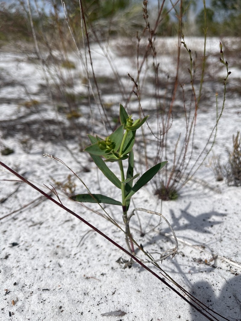 Scrub Spurge photo 5