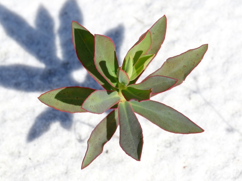 Scrub Spurge photo 6