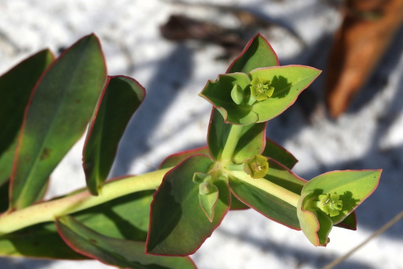 Scrub Spurge photo 7