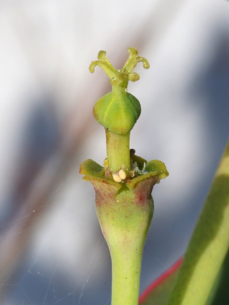 Scrub Spurge photo 8