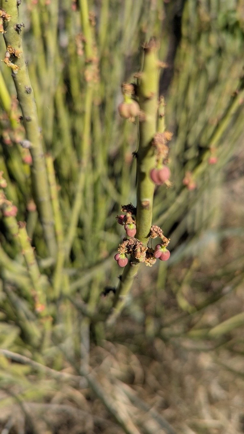 Euphorbia rossiana photo 3