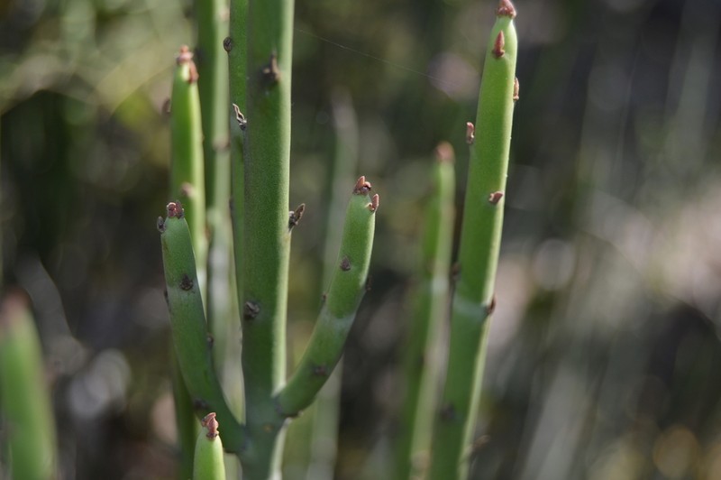 Euphorbia rossiana photo 4
