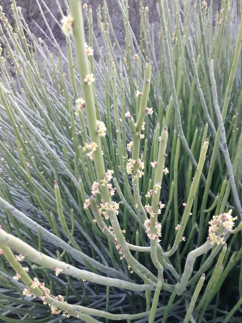 Euphorbia rossiana photo 5