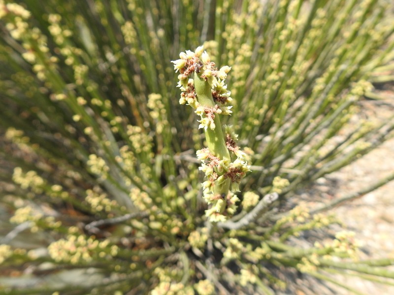 Euphorbia rossiana photo 7