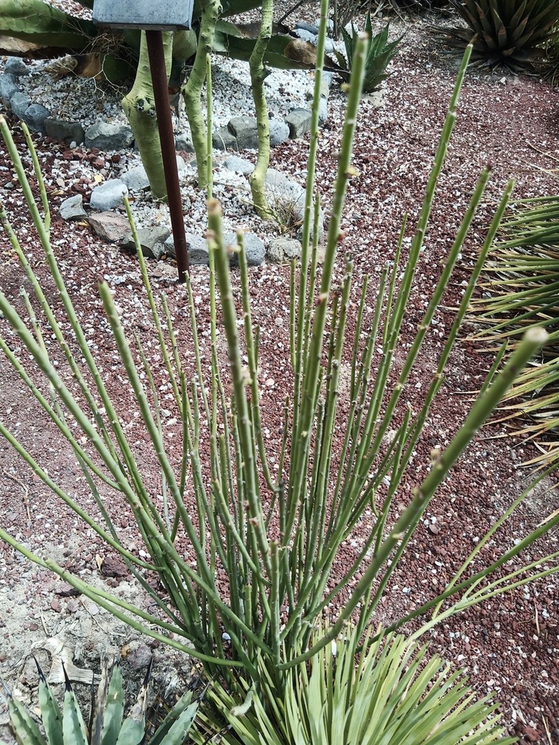 Euphorbia rossiana photo 8