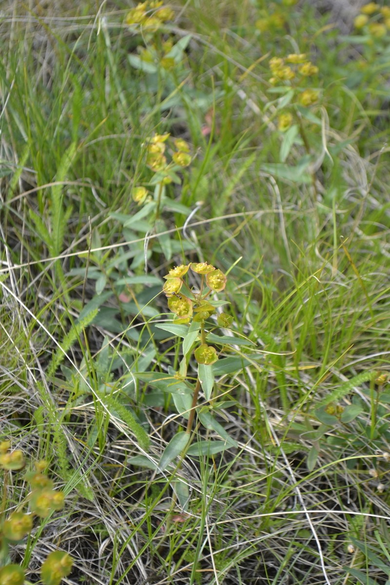 Euphorbia rossica