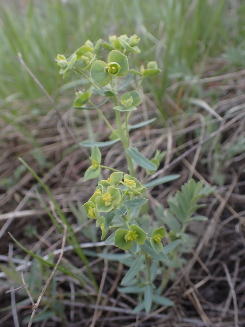 Euphorbia rossica photo 2