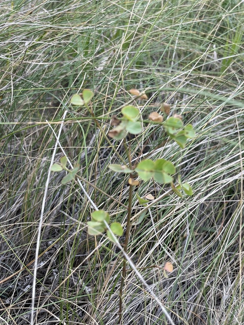 Euphorbia rossica photo 3